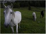 Konec ceste na Pokljuki - Triglav